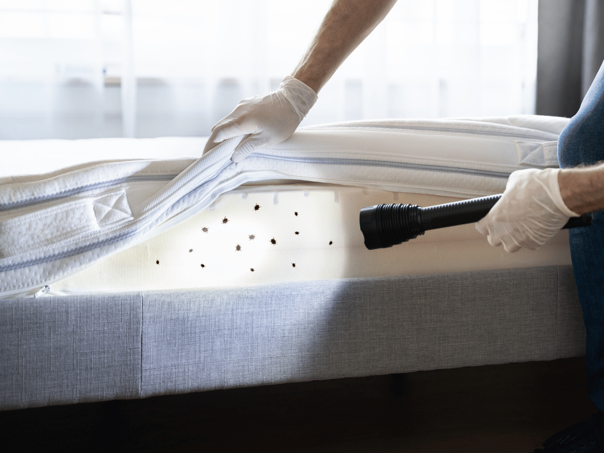 bed-bug-heat-treatment-inpsection-undergoing-in-a-home